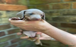 Miniature Dachshund dogs for sale: Stunning Mini Dachshund*1 LH Boy & 1 SH Girl left* - Image 13