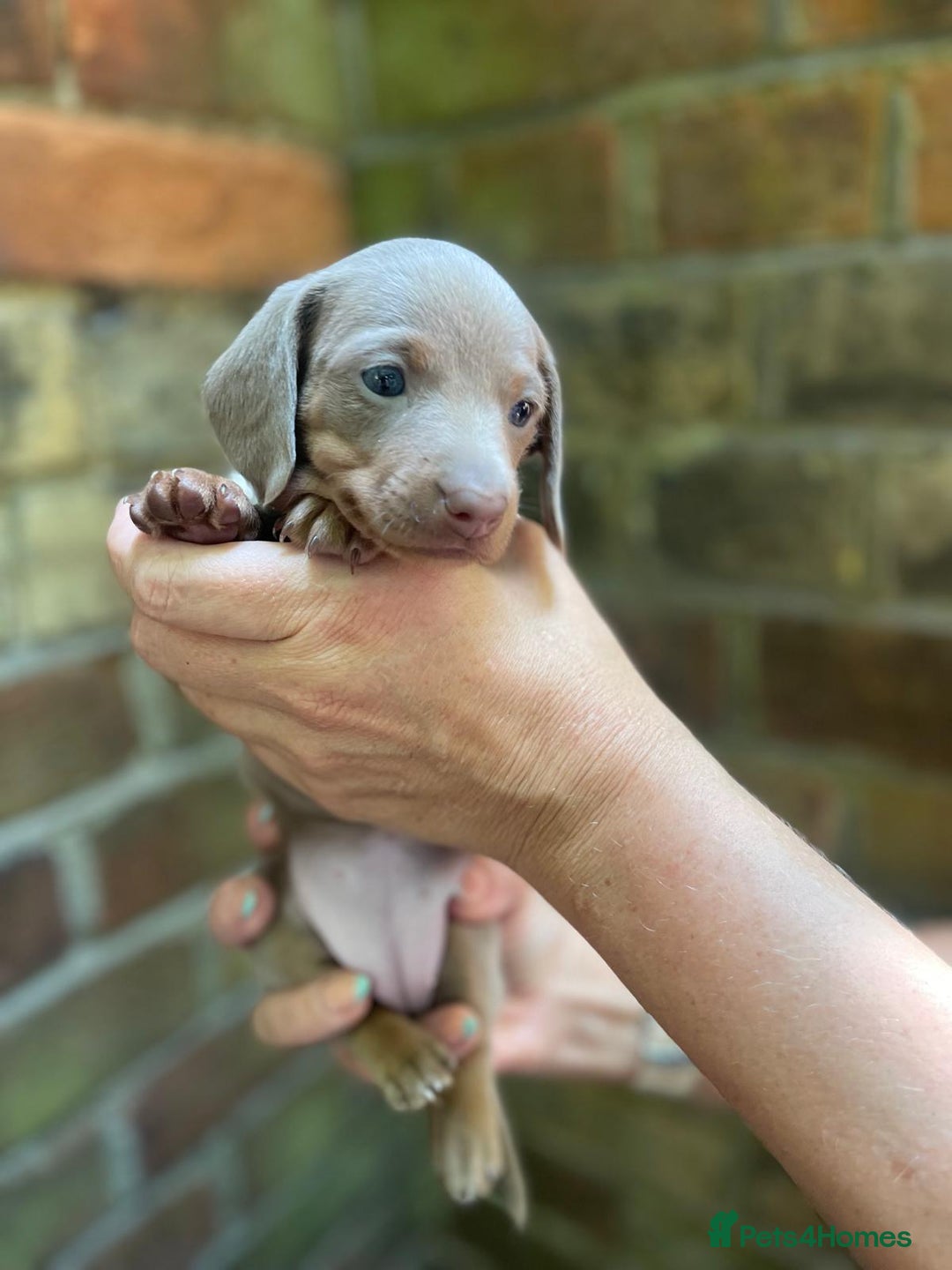 Miniature Dachshund dogs for sale: Stunning Mini Dachshund*1 LH Boy & 1 SH Girl left* - Image 13