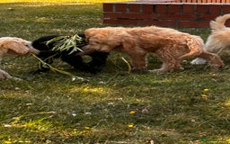 Goldendoodle dogs for sale: F1 Standard Golden Doodles last 1 female - Image 24