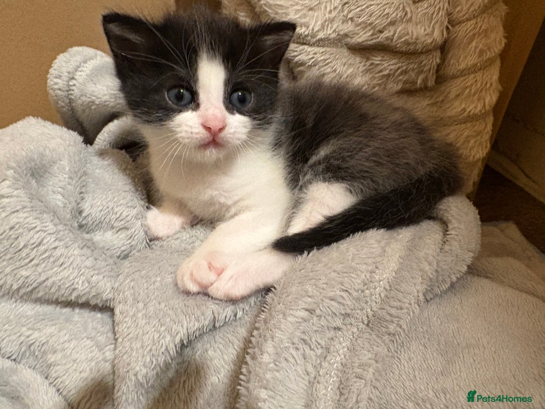 British Shorthair cats for sale: 1 boy and 1 girl - Advert 10