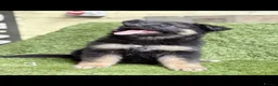 German Shepherd dogs for sale: German Shepard puppies  - Advert 11