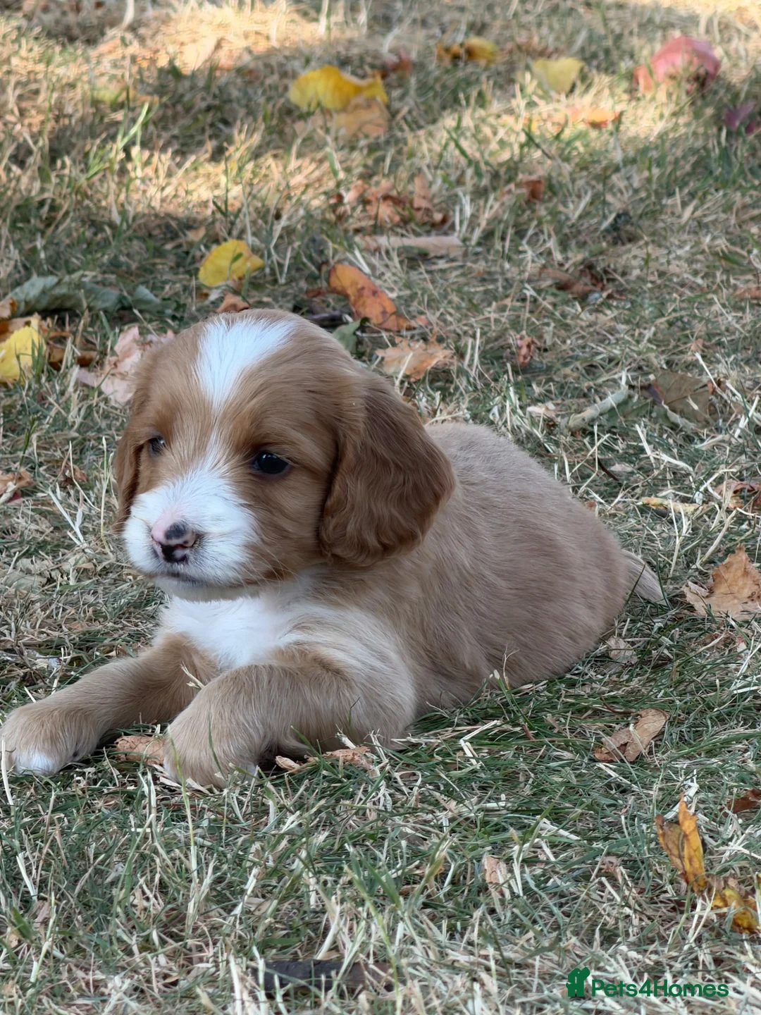 Cockapoo dogs for sale: F1 Cockapoos Full DNA 5⭐️ Licensed Breeder  - Advert 2