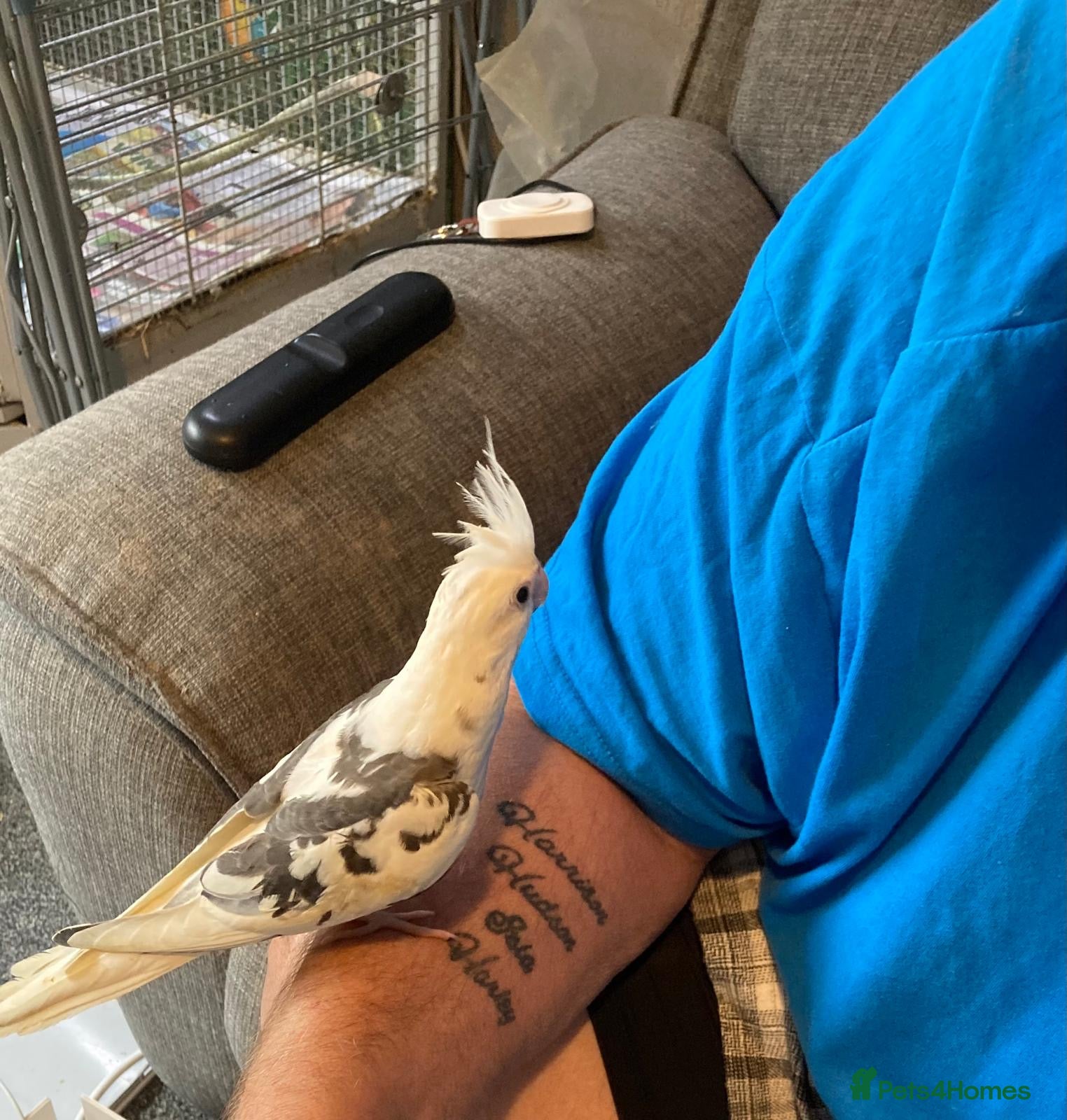 Cockatiels birds Hand reared and tamed baby cockatiels  - Advert 3