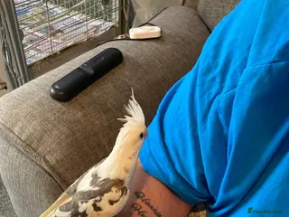 Cockatiels birds Hand reared and tamed baby cockatiels - Advert 3