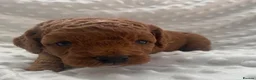 Cockapoo dogs for sale:  F1b American Cockapoos * Health Tested Parents * - Advert 3