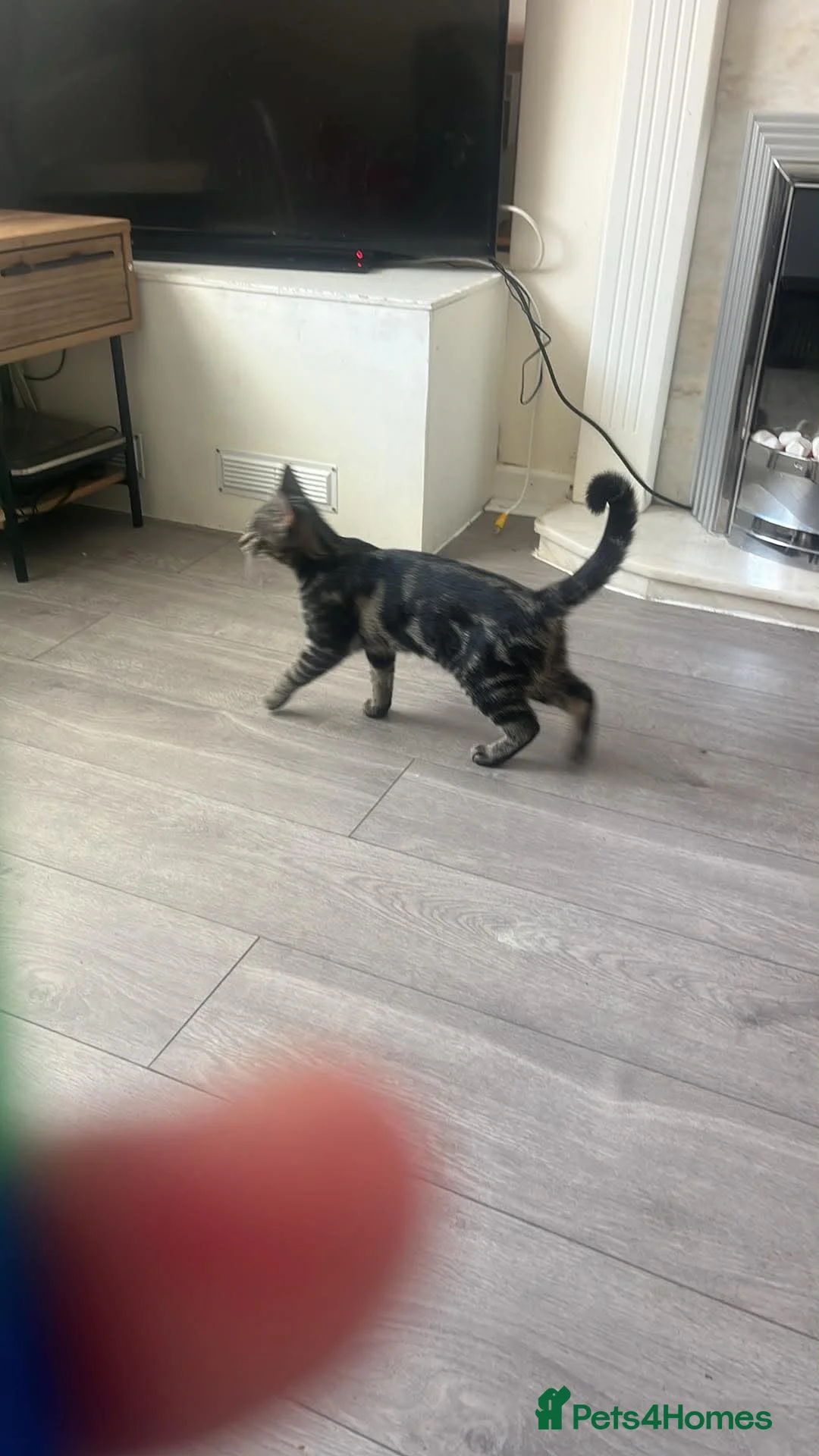 British Shorthair cats for sale: Tabby cat  in Stockton-on-Tees - Advert 2