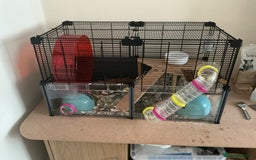 Hamster rodents for sale: Hamster for sale - Image 2