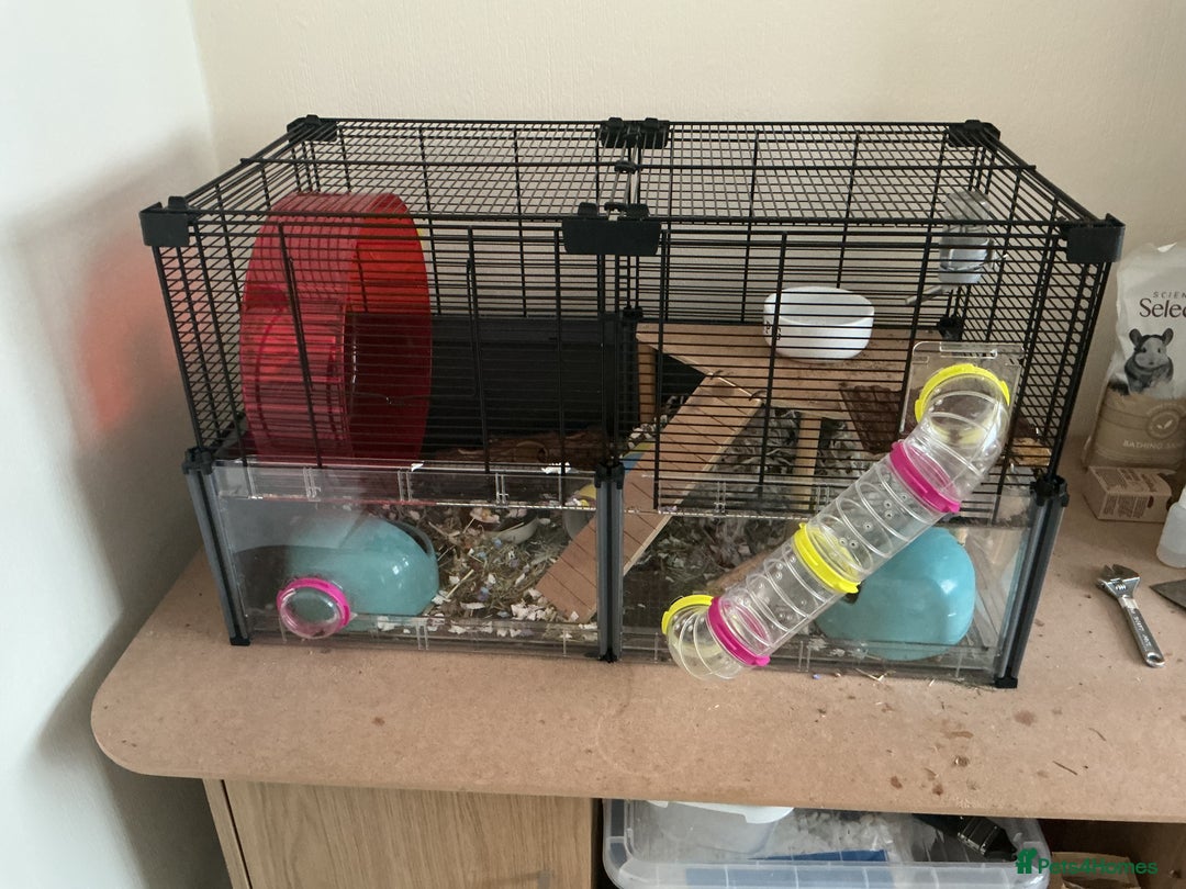 Hamster rodents for sale: Hamster for sale - Image 2