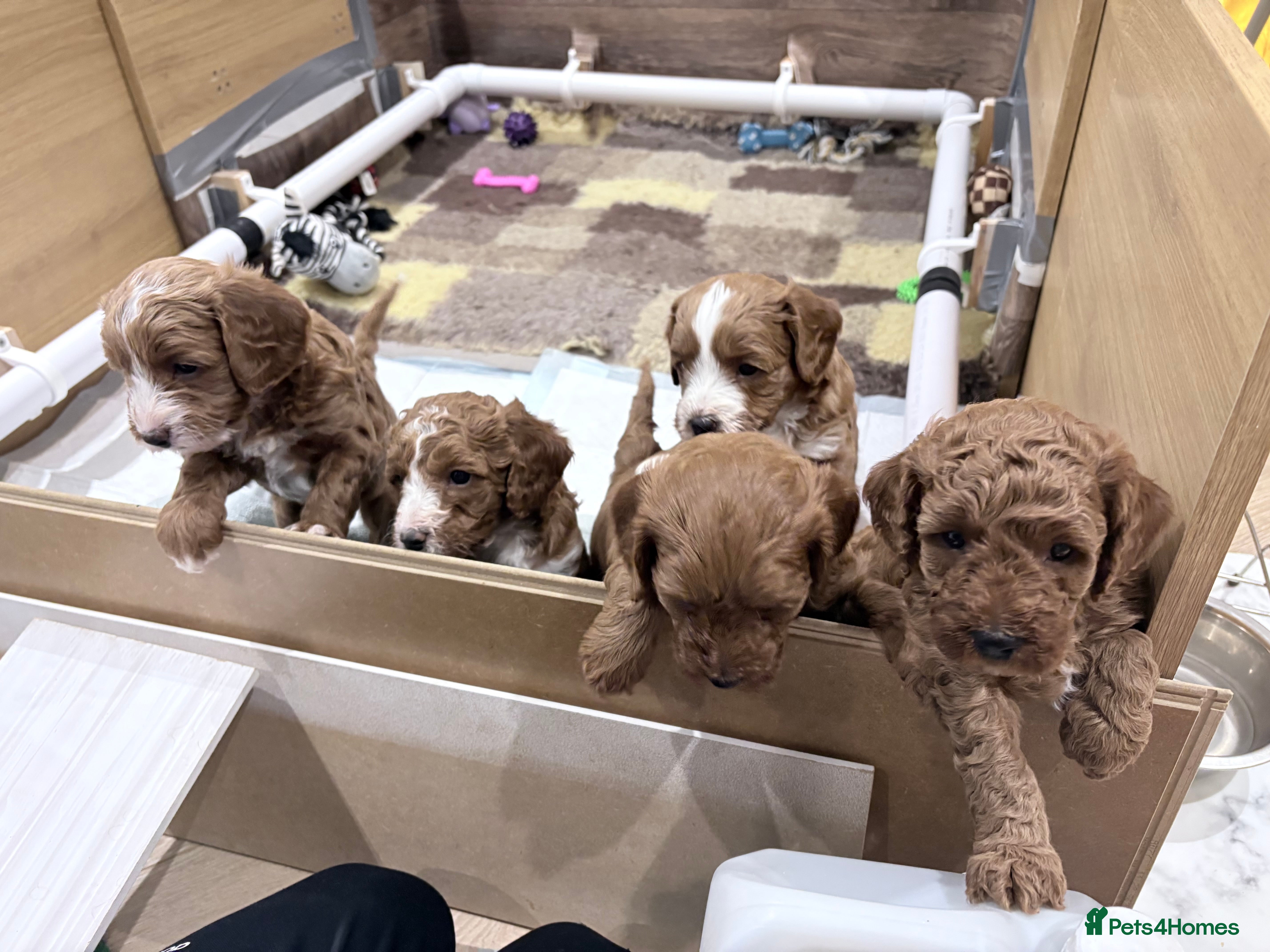 Cavapoo dogs Exceptional Fox Red Cavapoo Puppies. Family Raised - Advert 14