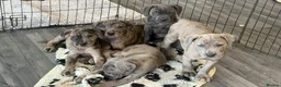 Cane Corso dogs for sale: Cane corso pups ready now  in Dereham - Advert 13