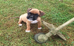 Boxer dogs for sale: Boxer puppies kennel club reg 5 star licence  - Image 6