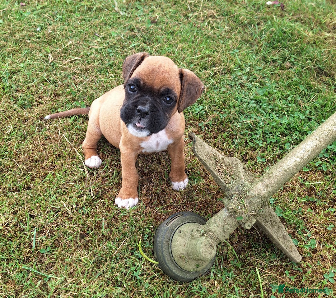 Boxer dogs for sale: Boxer puppies kennel club reg 5 star licence  - Image 6