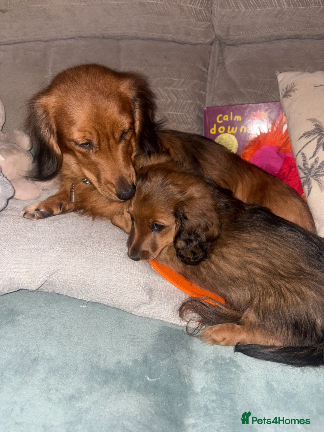 Dachshund dogs for sale: 2x Red dapple Dachshund puppies ready to go.. - Advert 11