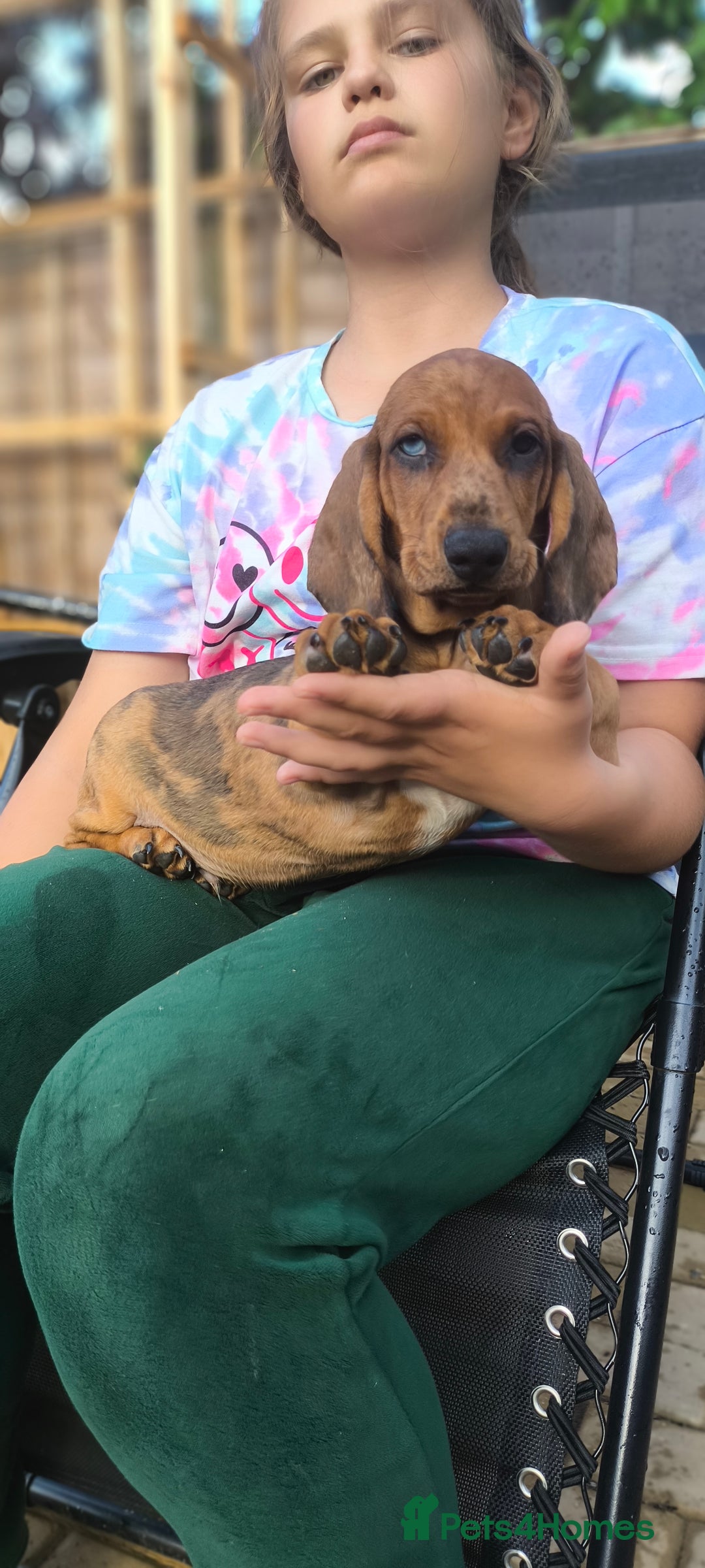 Dachshund dogs for sale: READY NOW-Champions Line Standard Dachshund KC REG in Coventry - Image 22