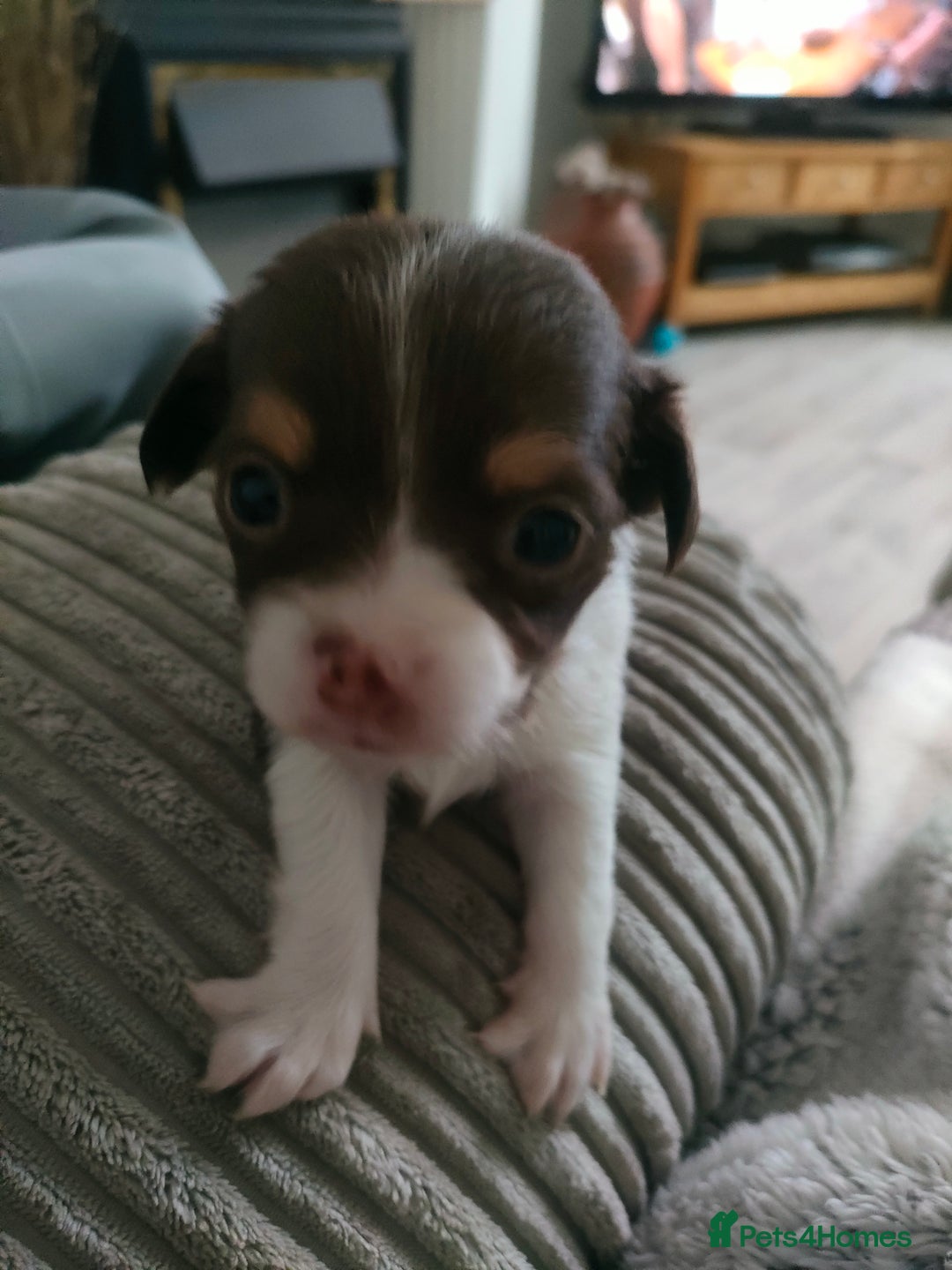 Chihuahua dogs for sale: Chihuahua puppies for sale - Advert 2