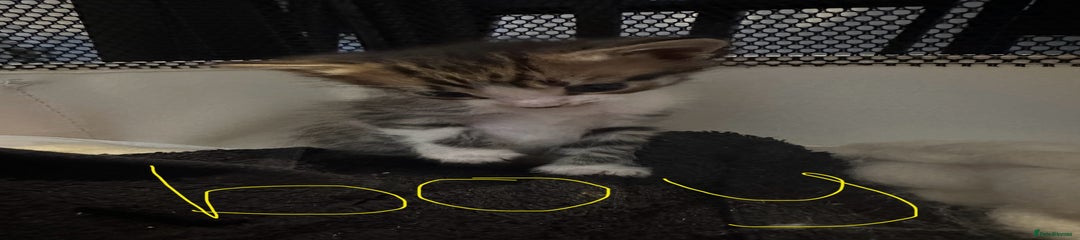 British Shorthair Kitten 2