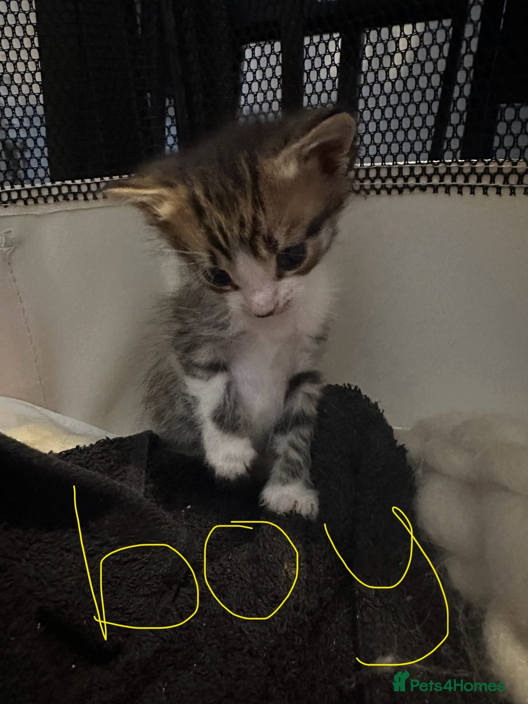 British Shorthair cats for sale: Beautiful tabby mix kittens  - Image 3