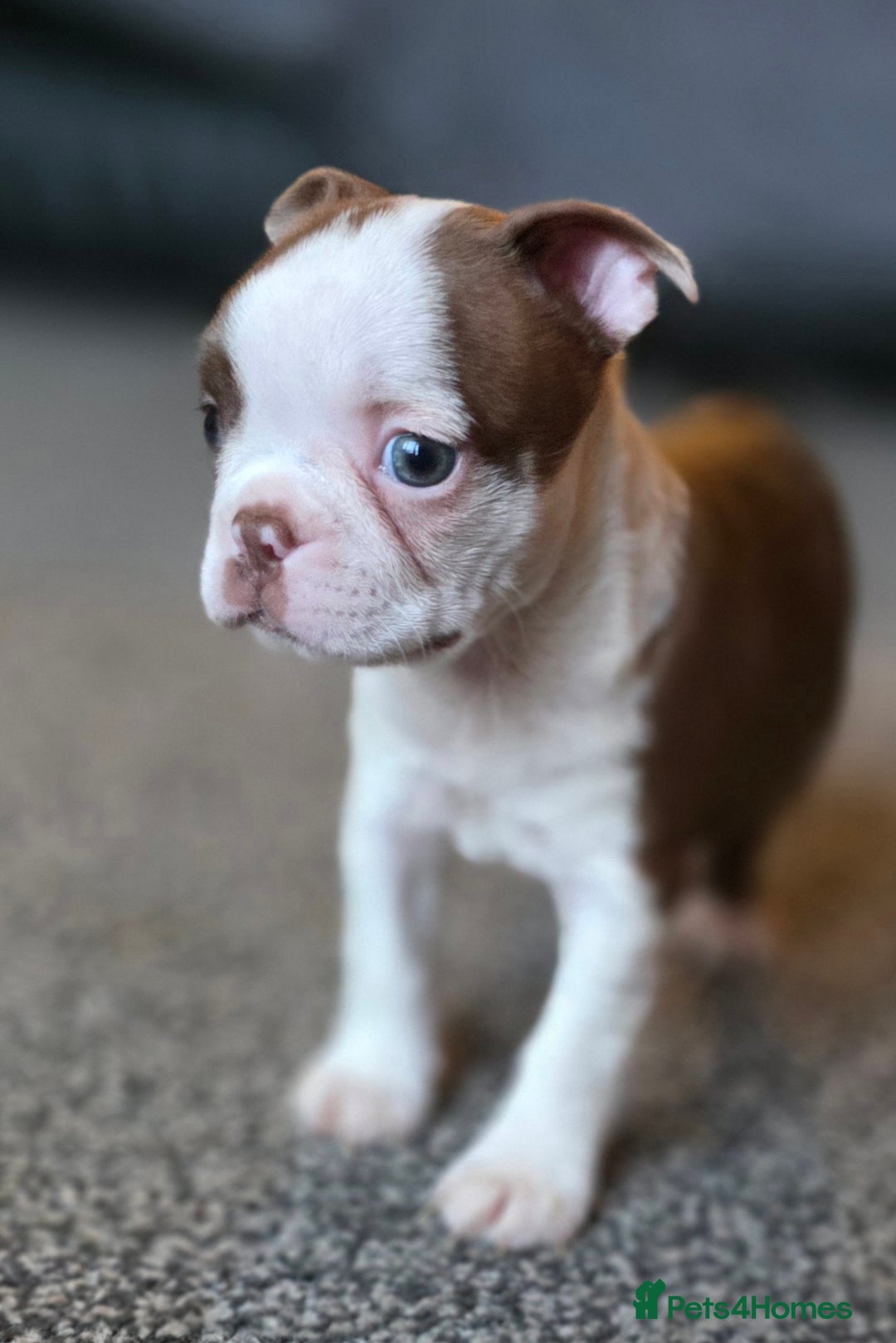 Boston Terrier dogs for sale: Stunning KC Reg Boston Terrier last girl left - Advert 36