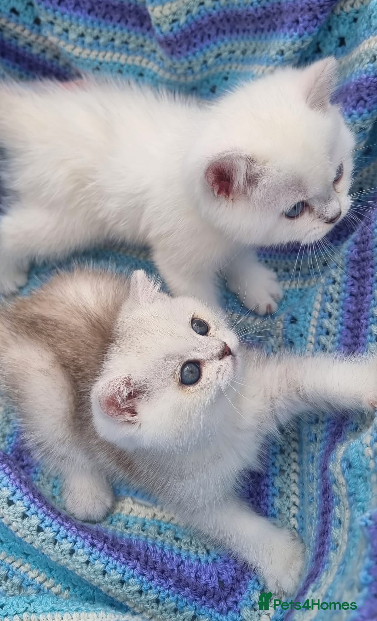 British Shorthair cats 💖GOLDEN & SILVER POINT BSH & BLH KITTENS💖 - Advert 1