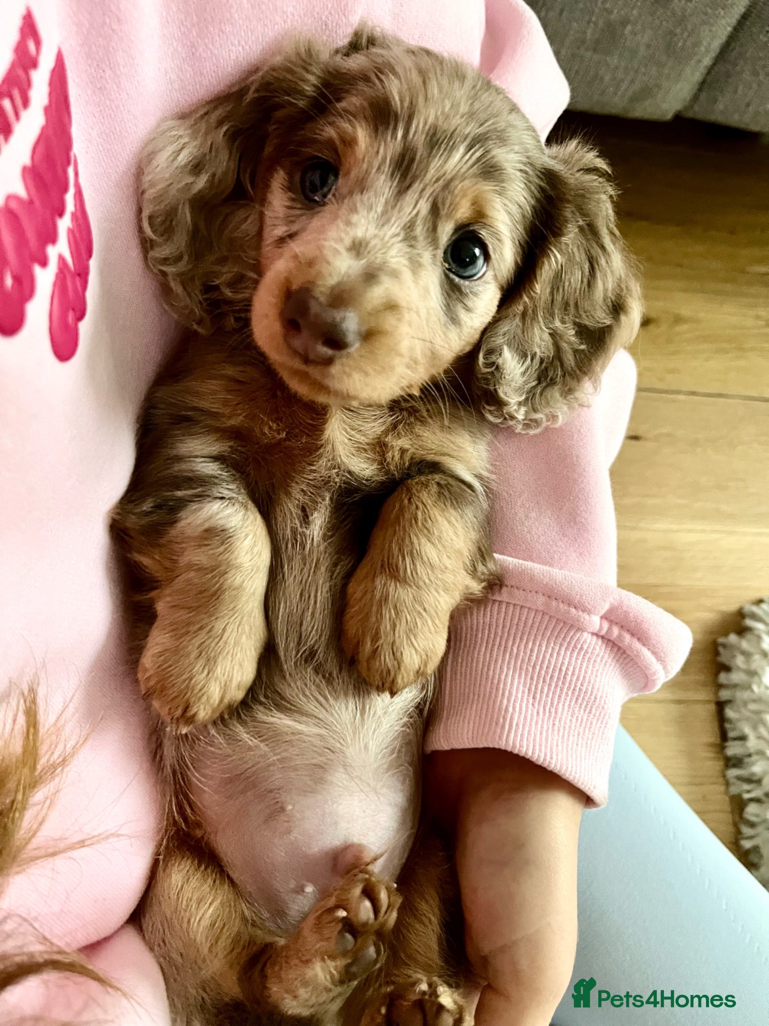 Miniature Dachshund dogs for stud: Dobby £0 - Advert 5