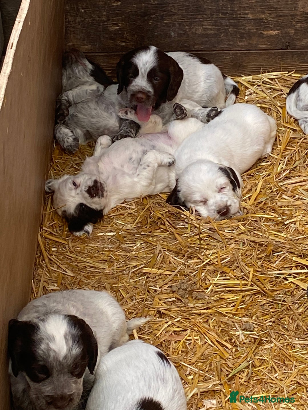 Cocker Spaniel dogs for sale: Beautiful cocker puppies - Image 22