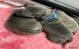 Staffordshire Bull Terrier dogs for sale: BEAUTIFUL BLUE STAFFY PUPPYS FOR SALE!!! - Image 4