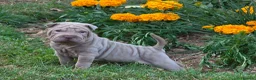Shar Pei dogs for sale: Beautiful shar pei puppies - Advert 5