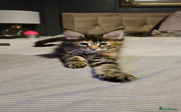 Maine Coon cats in Boston - Advert 9