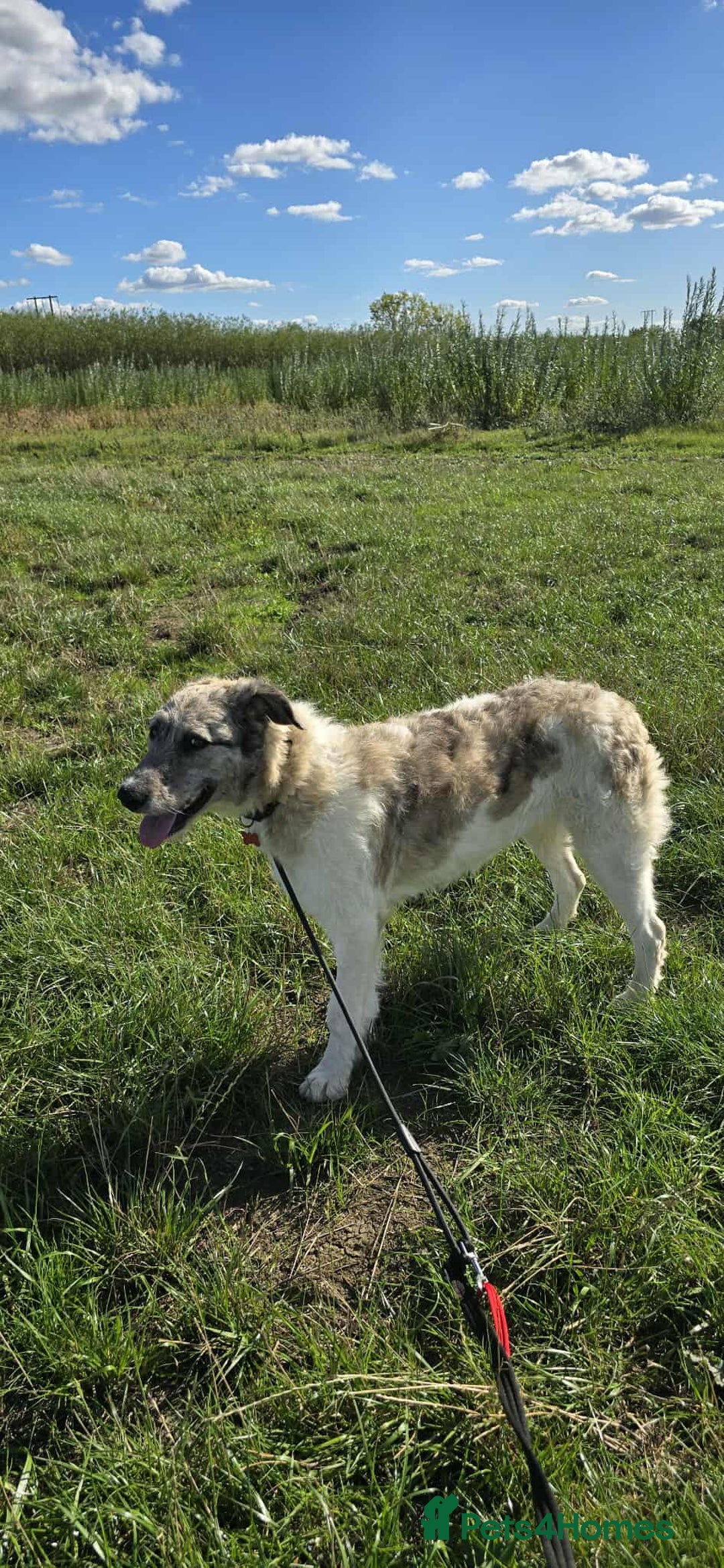 Mixed Breed dogs for adoption: Perfect PICKLE - Image 4