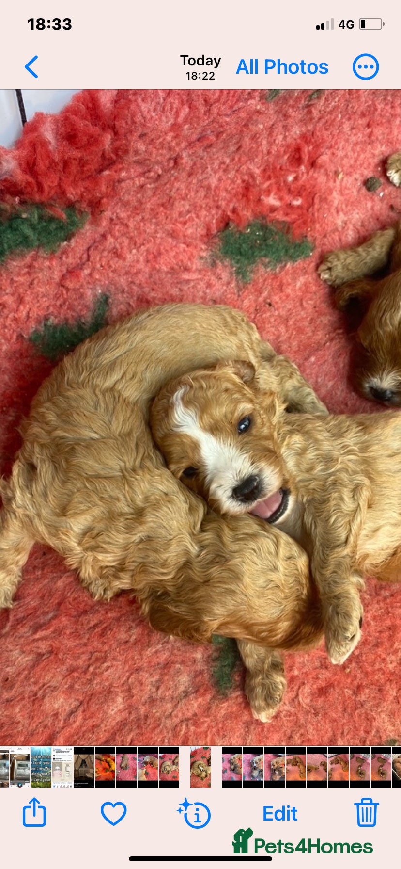 Cavapoo dogs F1 Cavapoo boys/girls  - Advert 1