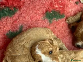 Cavapoo dogs F1 Cavapoo boys/girls - Advert 6