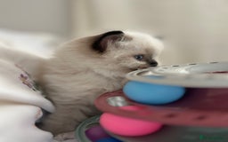 Ragdoll cats for sale: Beautiful pedigree kittens, show quality 💎❤️💎 - Image 10