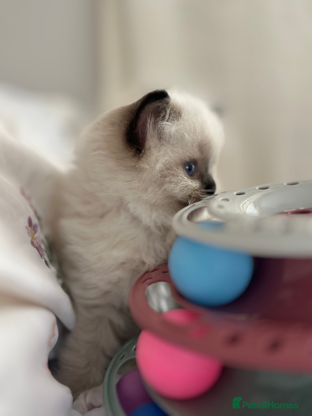 Ragdoll cats for sale: Beautiful pedigree kittens, show quality 💎❤️💎 - Image 10