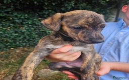 Lurcher dogs for sale: Lurcher pups for sale - Image 3