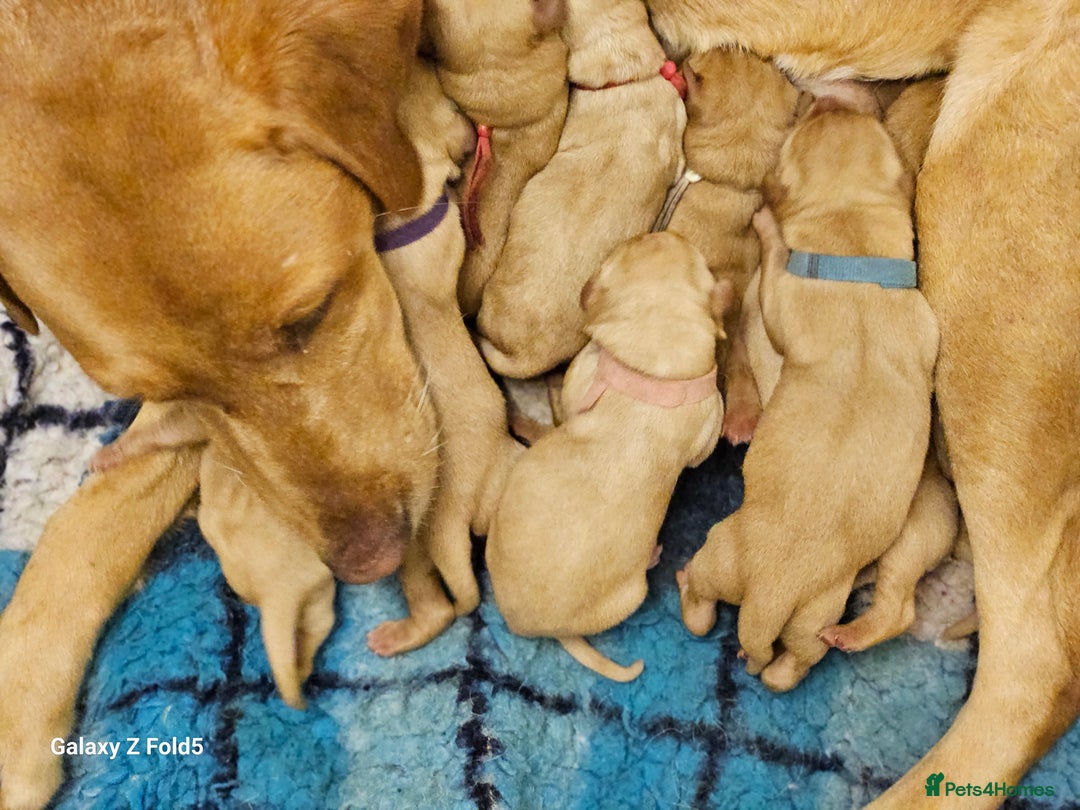 Labrador Retriever dogs for sale: KC REG Stunning Litter Fully Health Tested Parents - Image 8