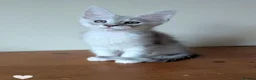 Maine Coon cats for sale: Maine Coon Kittens  - Advert 10