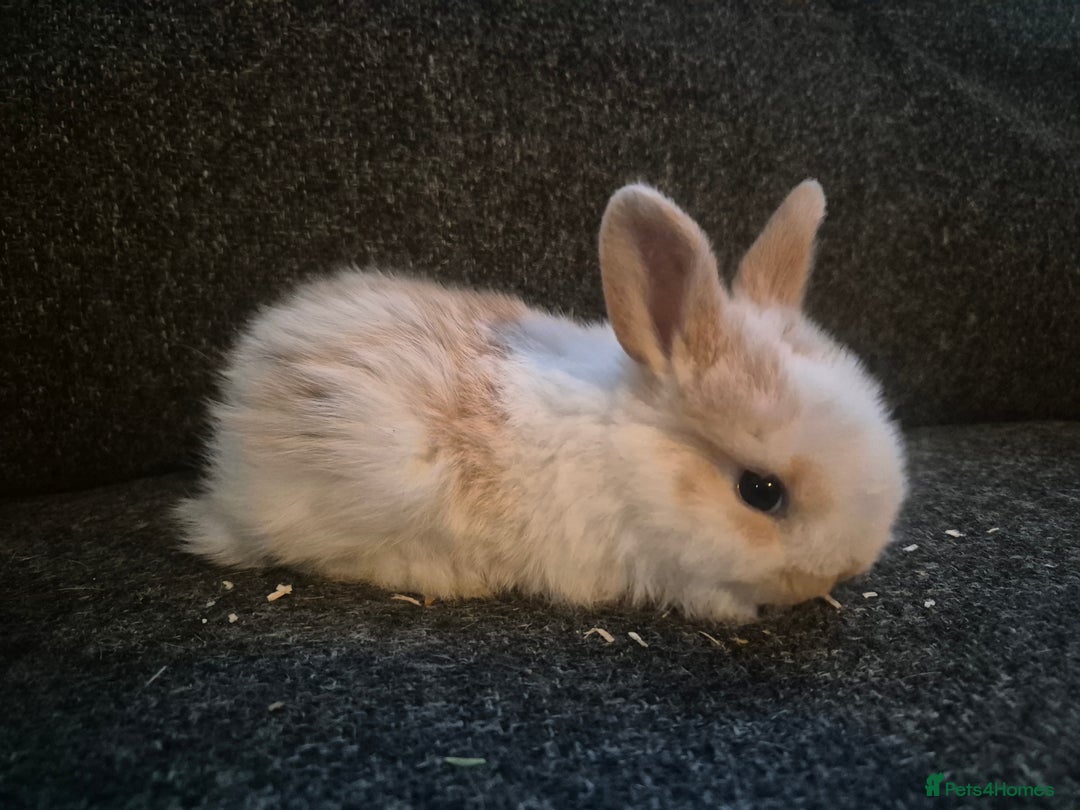 Mixed Breed rabbits for sale: 8 x babies ready to leave 6th jan - Advert 6