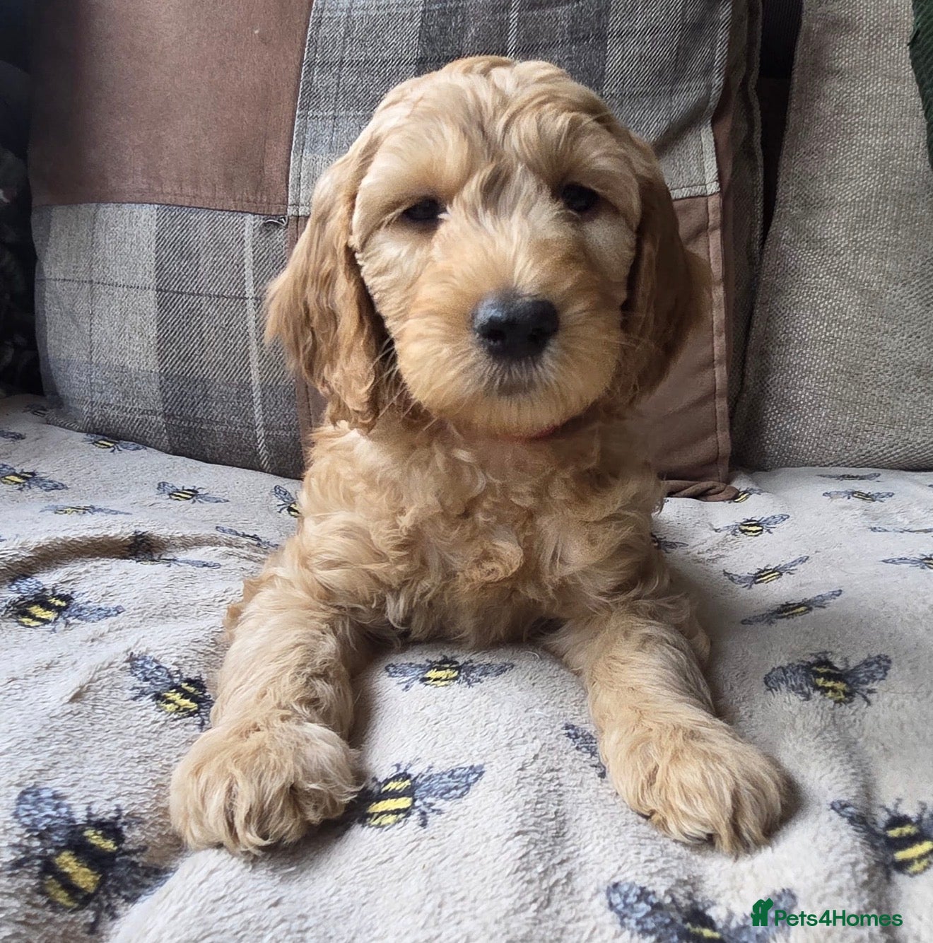Australian Labradoodle dogs READY NOW! Therapy Aus x Irish dood multi gen mix  - Advert 1