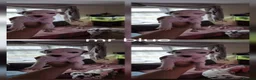 Dalmatian dogs for sale: Last 3 Dally pup looking for their forever home  - Advert 22