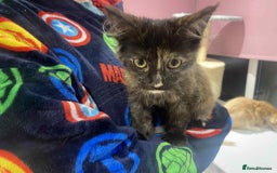 Maine Coon cats for sale: Xl mainecoon kittens  - Image 7