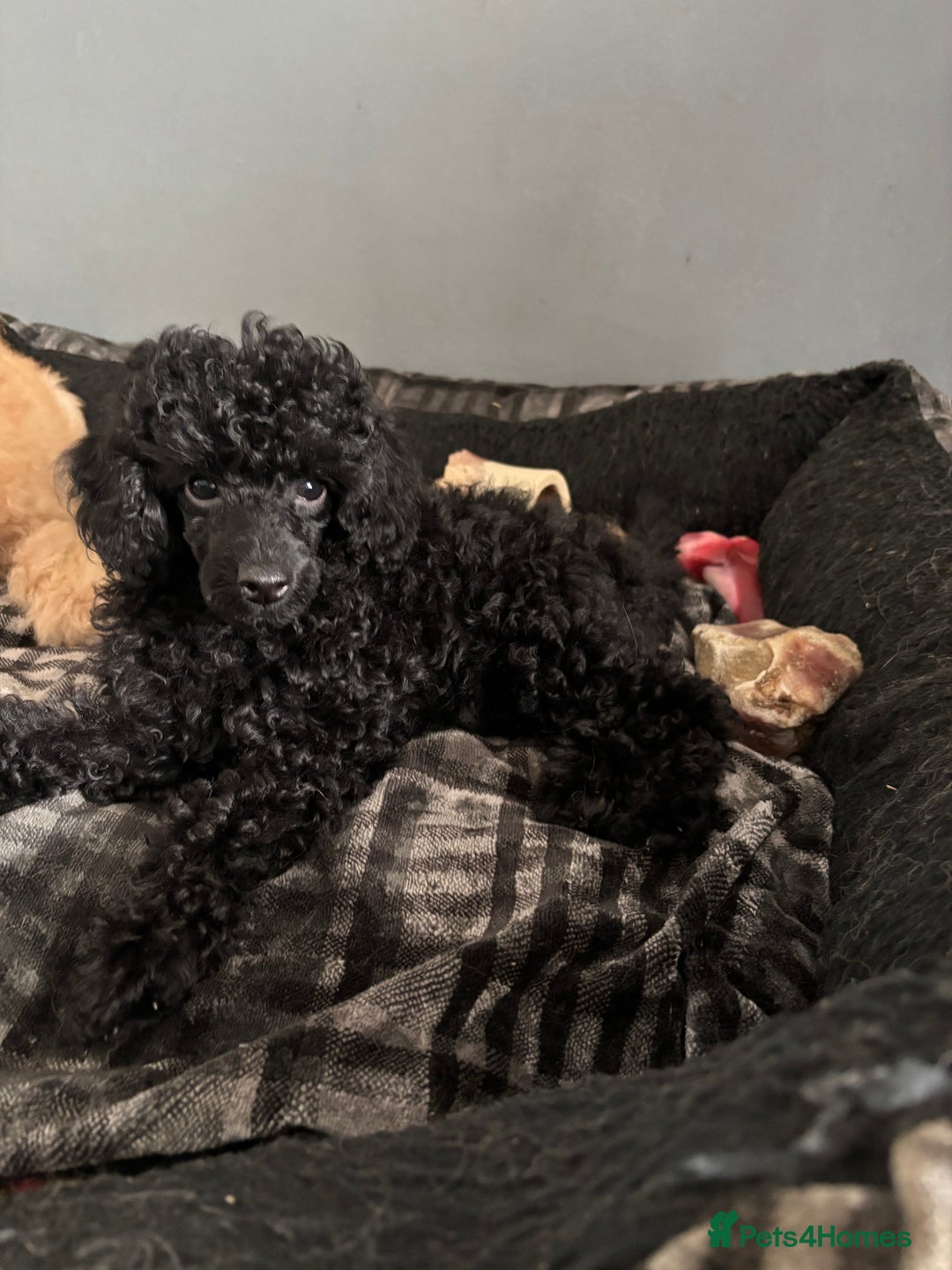 Toy Poodle dogs for sale: Stunning Toy Poodle puppys in London - Image 8