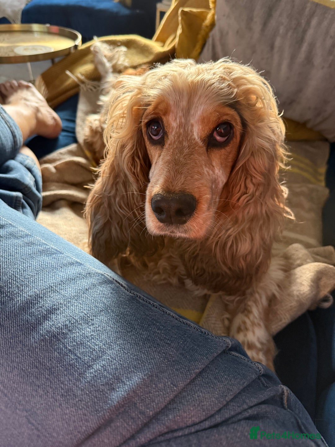 Cocker Spaniel dogs for sale: SHOW cocker spaniel puppies  - Image 7
