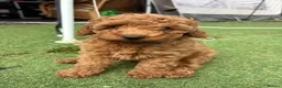 Toy Poodle dogs for sale: Stunning toy poodle puppies ready to leave now! - Advert 3