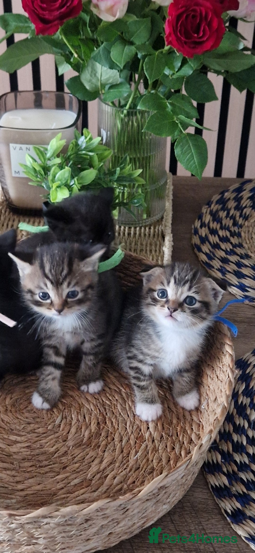 Scottish Fold cats for sale: Scotish fold/straight kittens  - Advert 2