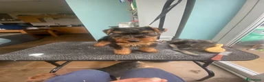 Welsh Terrier 1
