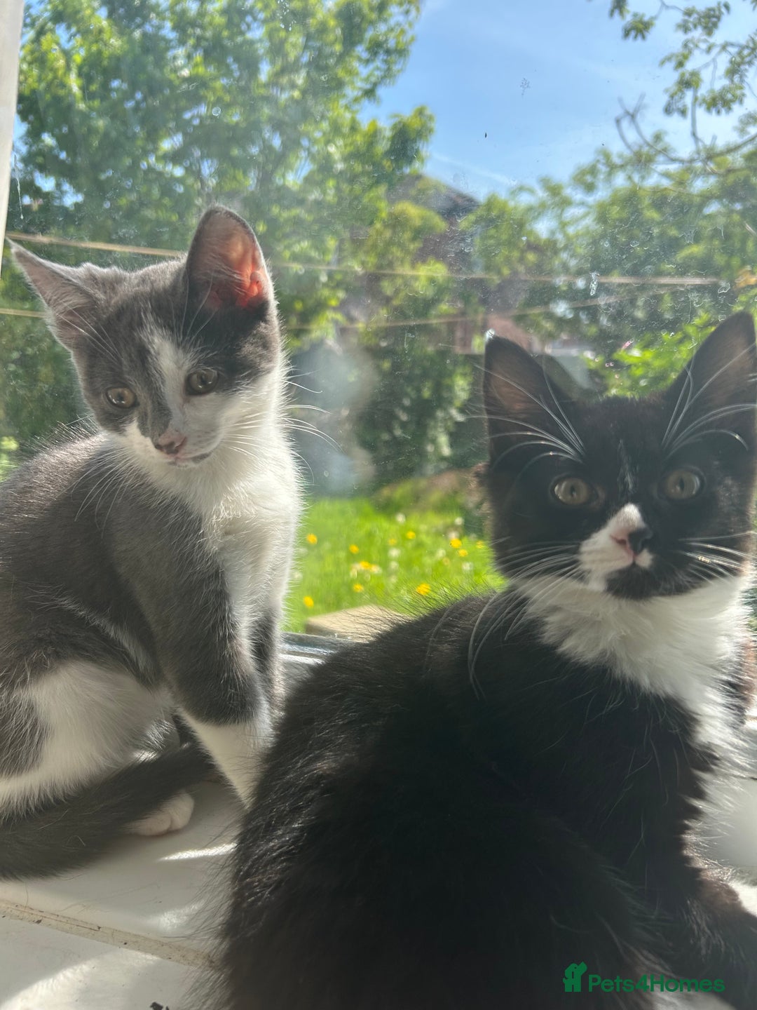 Mixed Breed cats for sale: Female kitten looking for home - Image 20