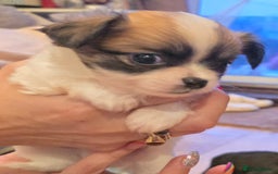 Chihuahua dogs for stud: Merle long haired Chihuahua Stud in Nottingham - Image 25