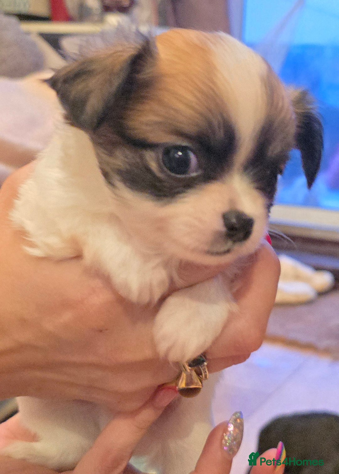 Chihuahua dogs for stud: Merle long haired Chihuahua Stud in Nottingham - Image 25