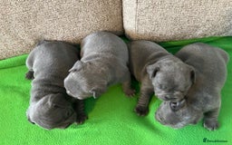 French Bulldog dogs for sale: Solid Blue French Bulldog female puppies - Image 23