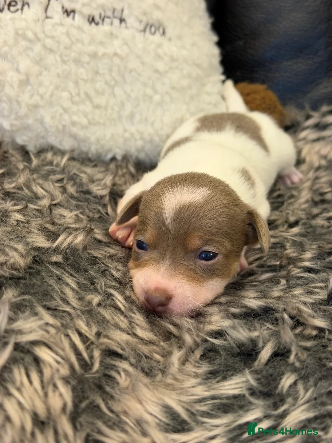 Jack Russell dogs for sale: DONJACKS - fully health tested miniature puppies  - Advert 31